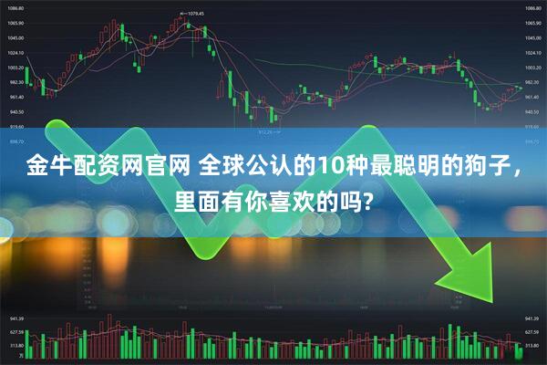 金牛配资网官网 全球公认的10种最聪明的狗子，里面有你喜欢的吗?